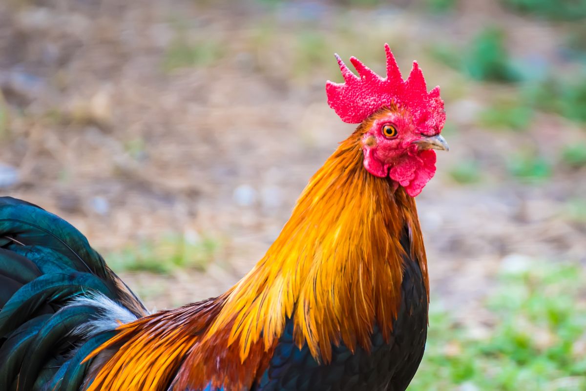 Colorful rooster close-up.