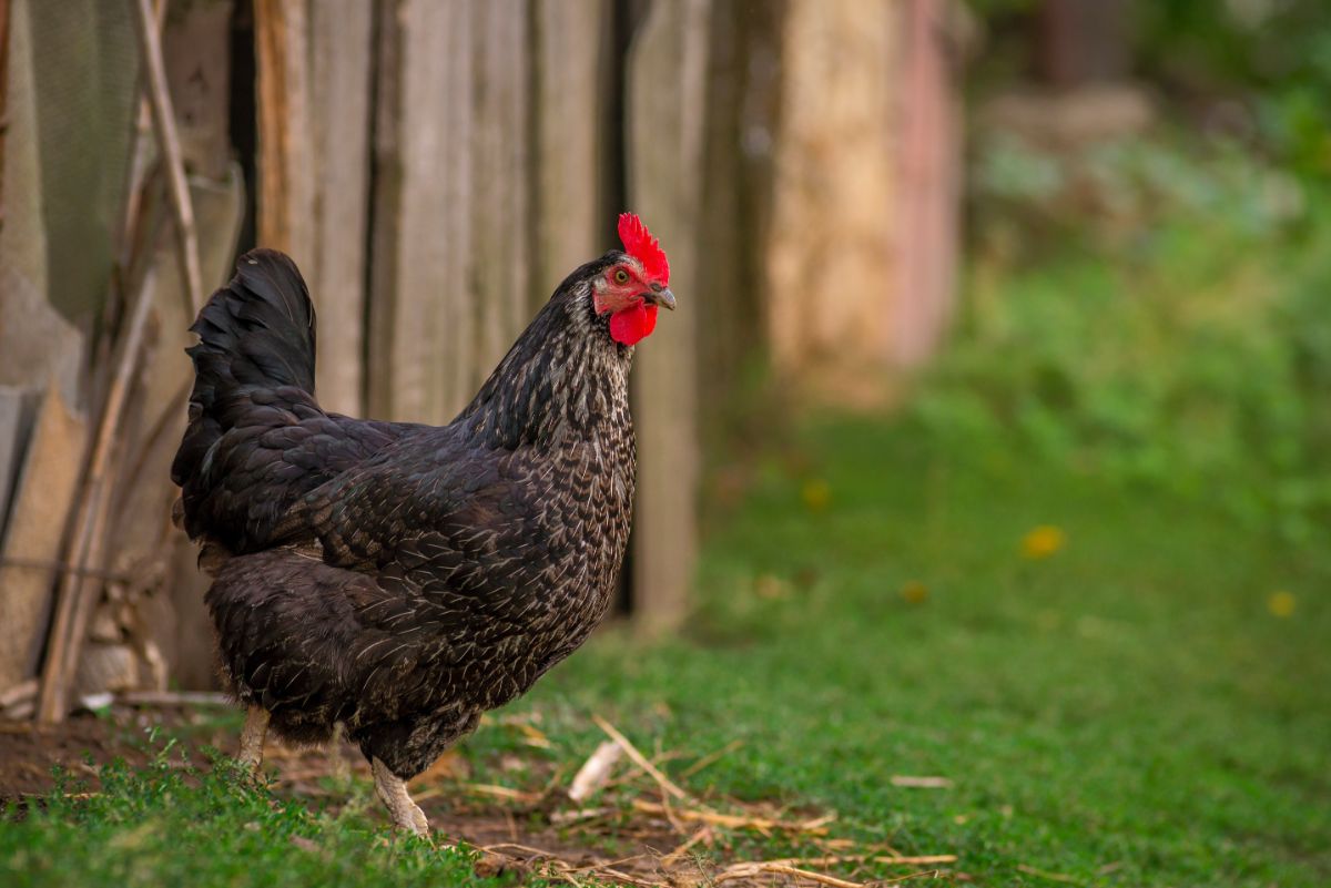 Big gray chicken standing near a wooden board wall.