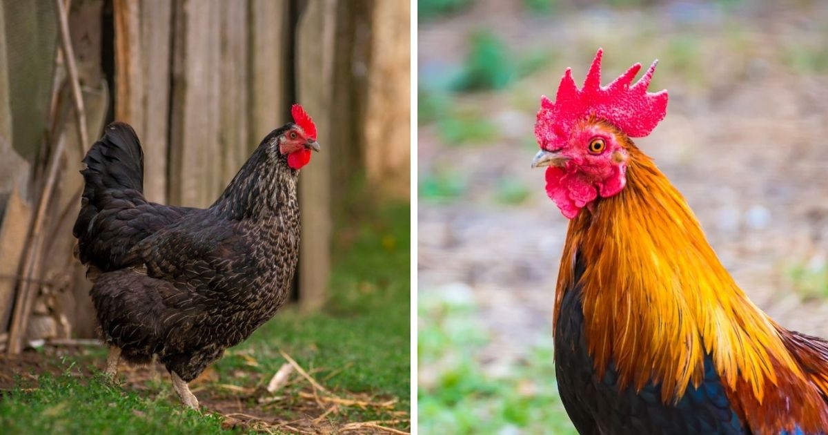 Chicken Comb Turning Purple (Explanations & Solutions) Chicken