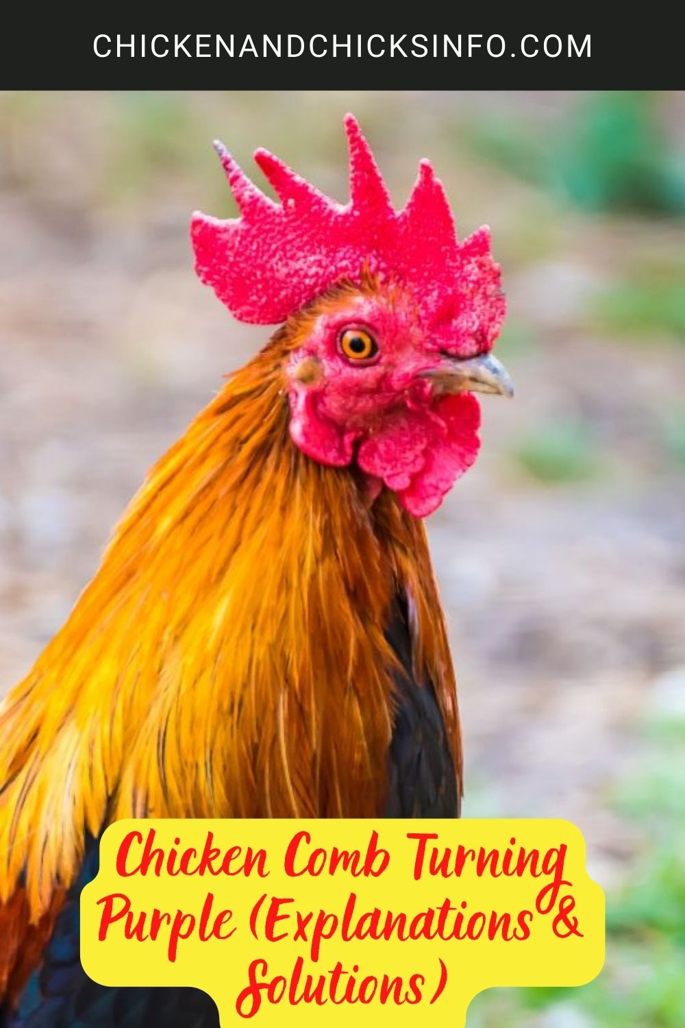 Chicken Comb Turning Purple (Explanations & Solutions) poster.
