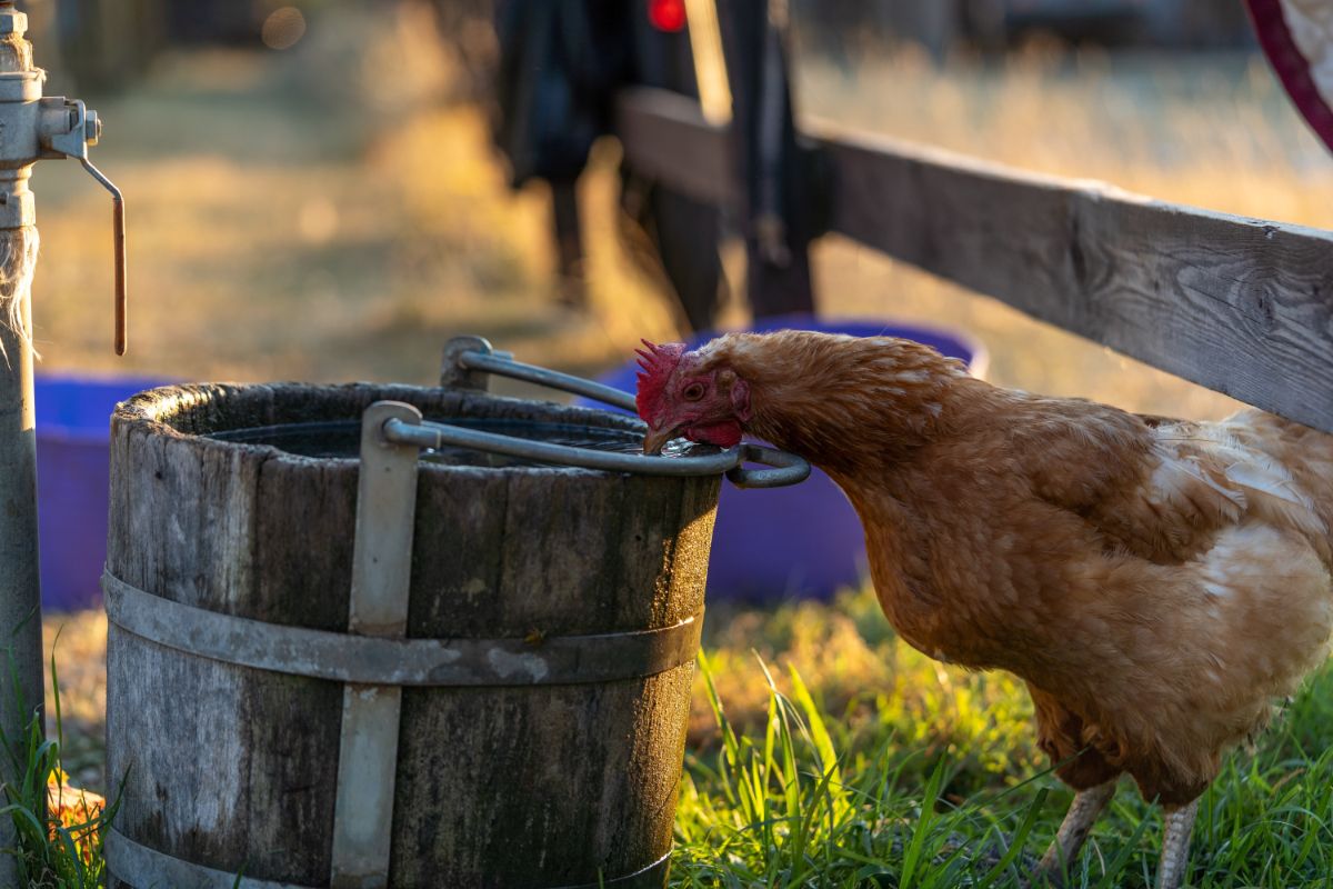 Brown chicken drinking water from a wooden bucket.
