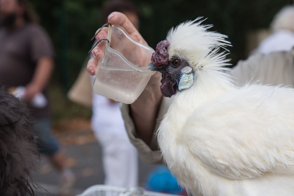 White chicken drinking water from a container held by a hand.