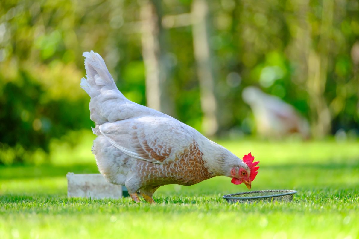 White-brown chicken standing on green grass.