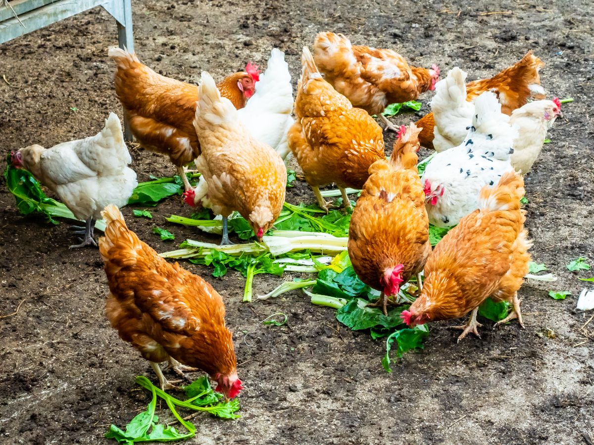 A bunch of chickens eating vegetable scraps in a backyard.