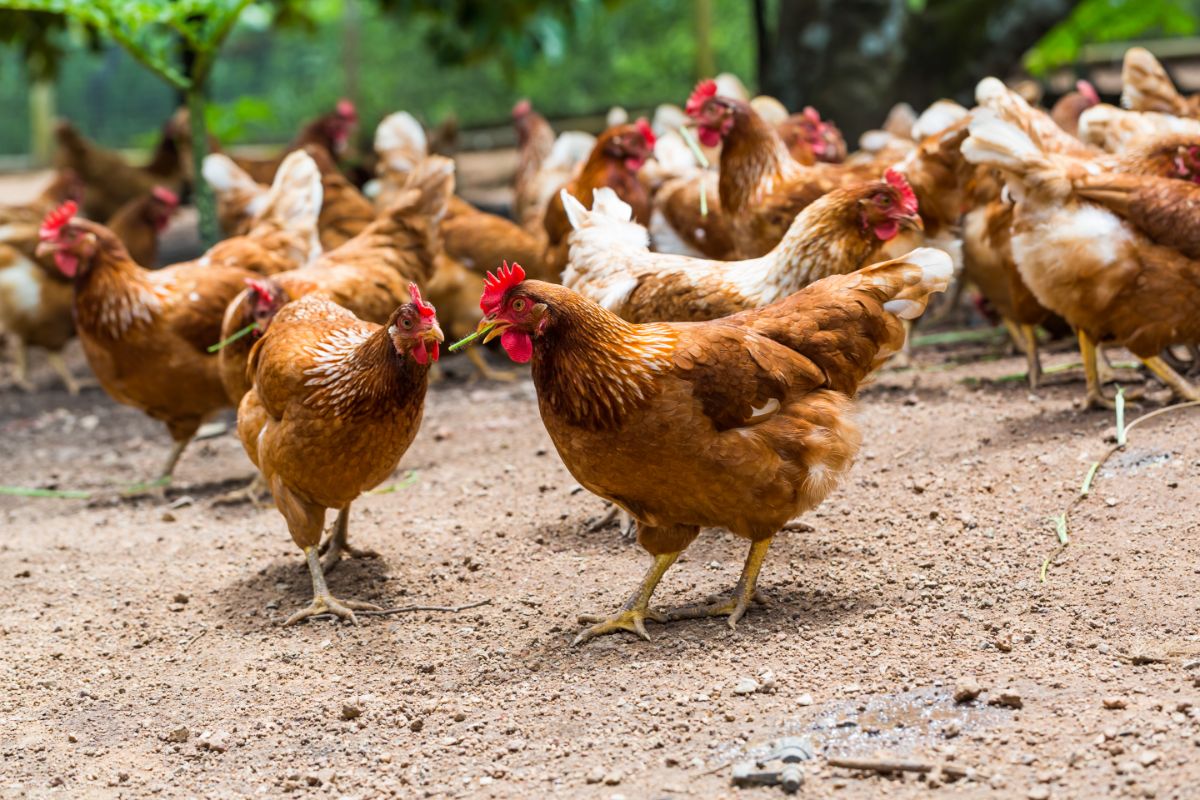 Bunch of chickens on a farm.