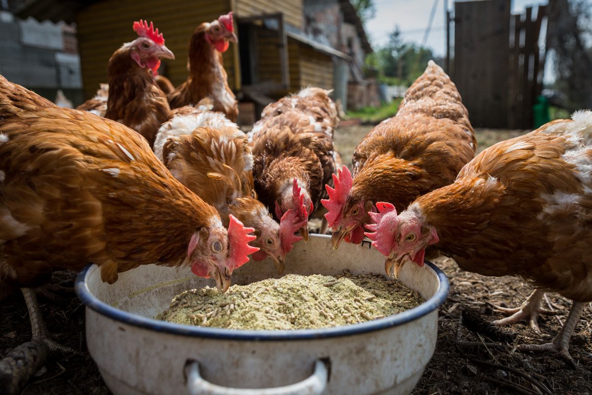 Bunch of chickens eating from a pot on a farm.
