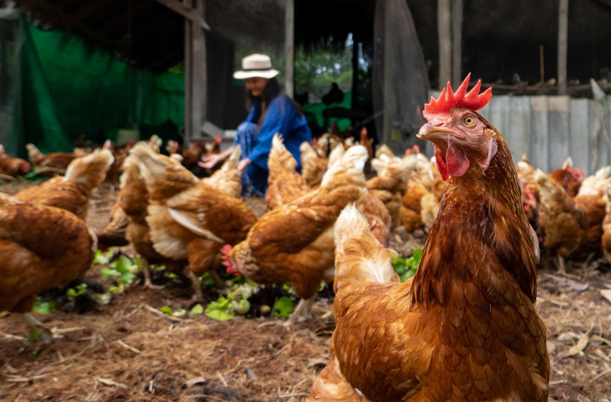 Bunch of brown chickens on a farm.