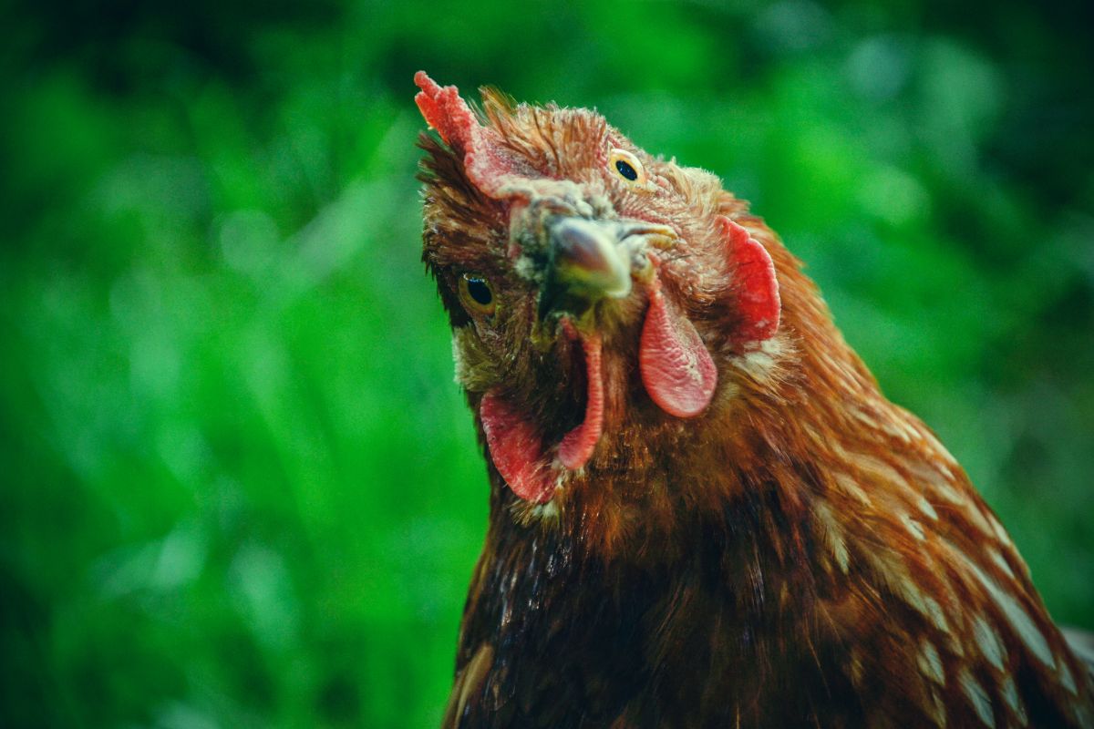 Chicken head close-up.