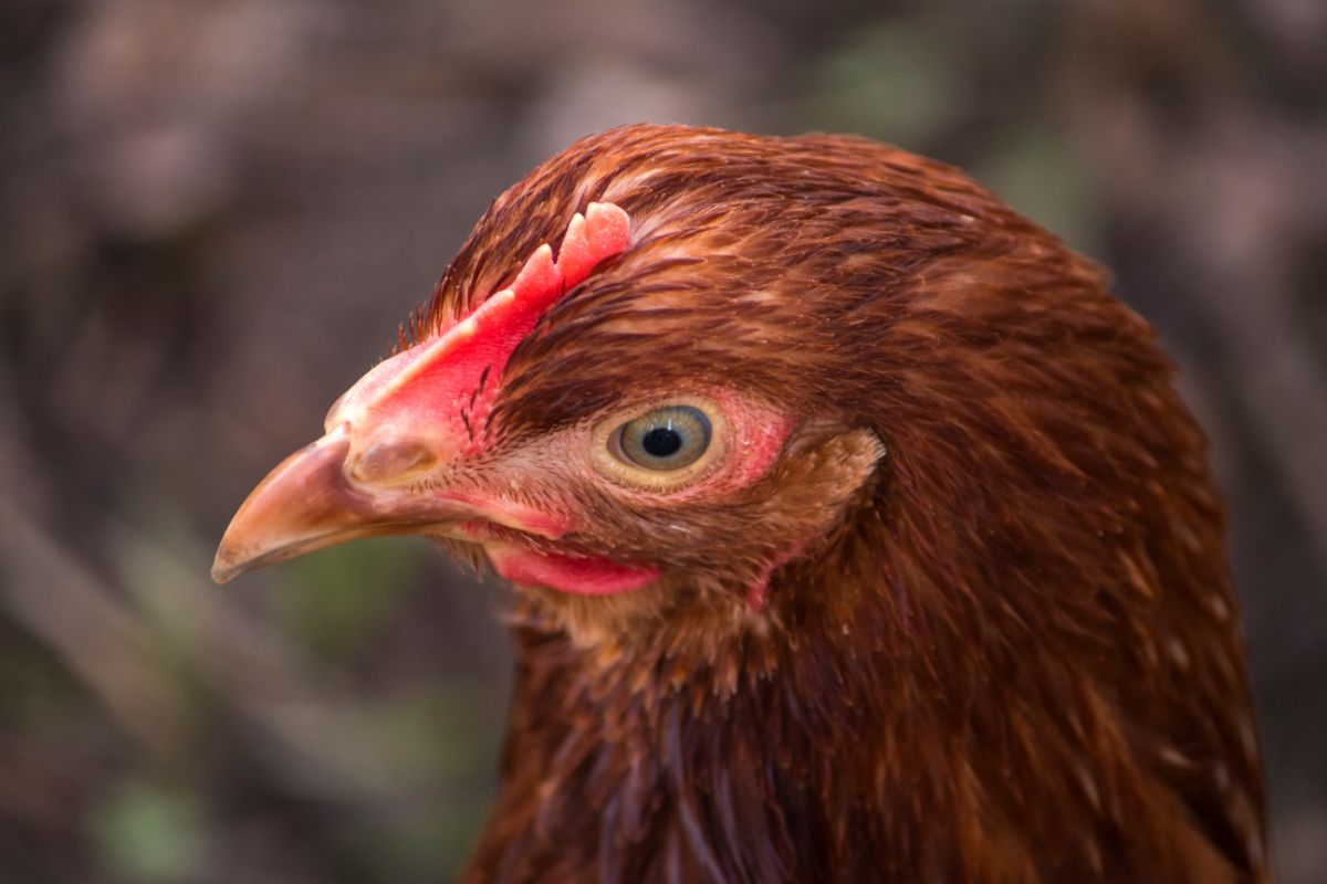 Chicken head close-up.