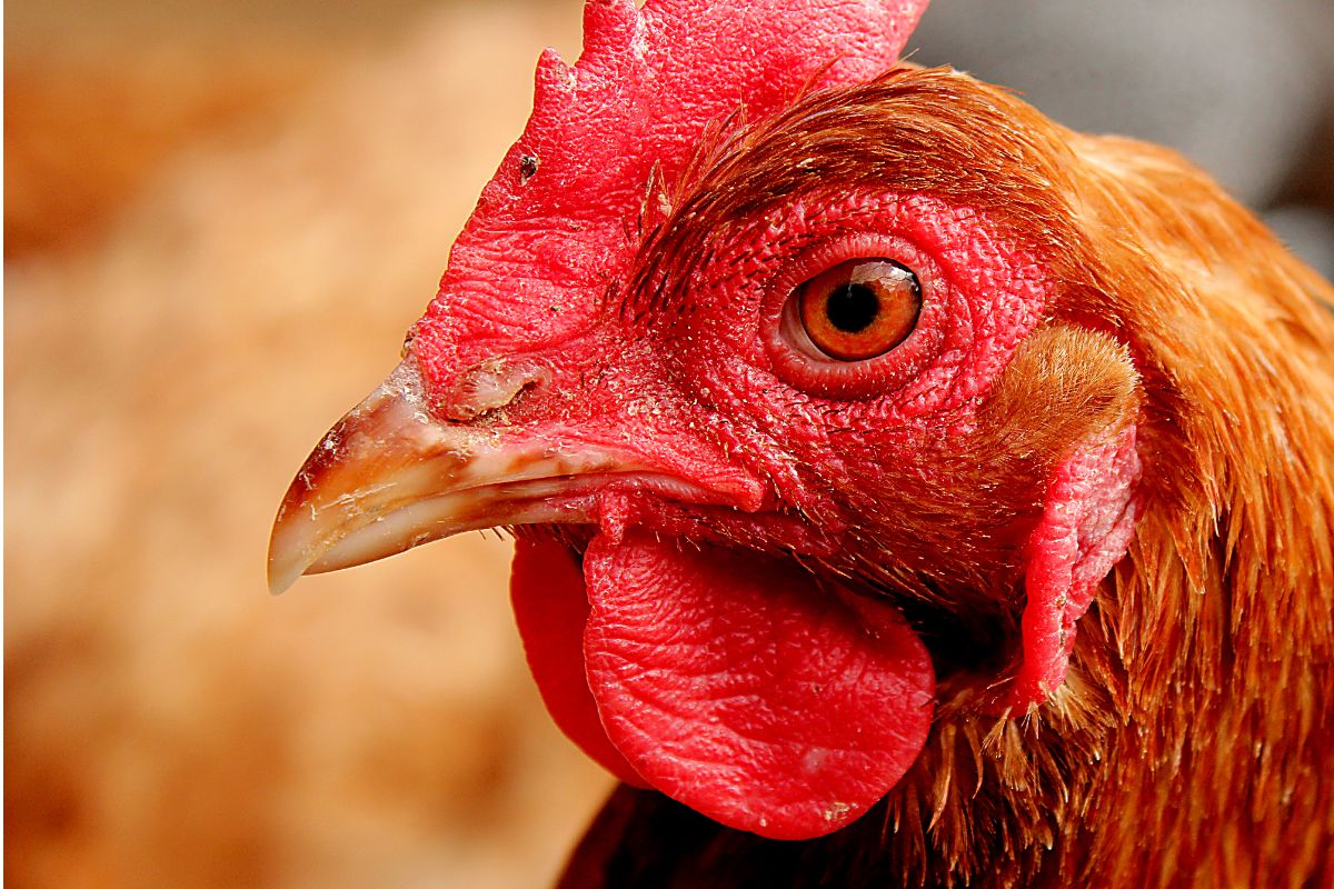 Chicken head close-up.