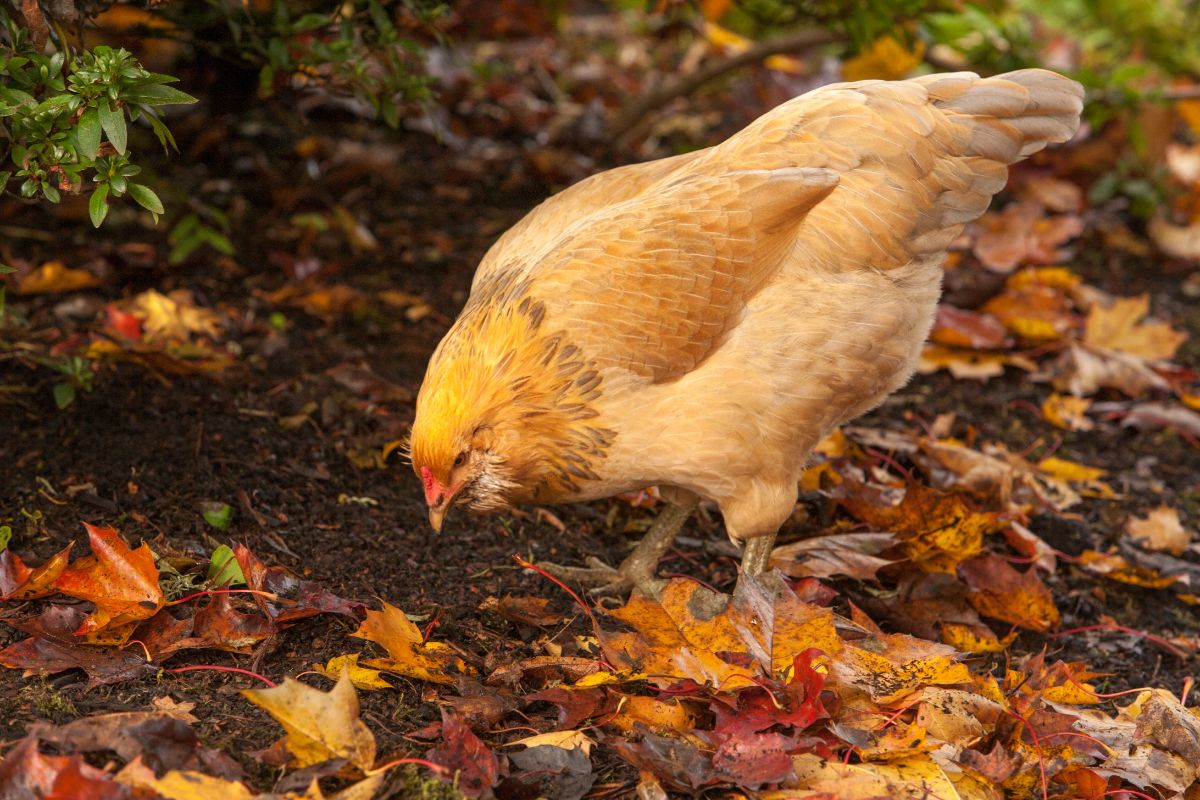 White-brown chicken looking for insects on the ground.