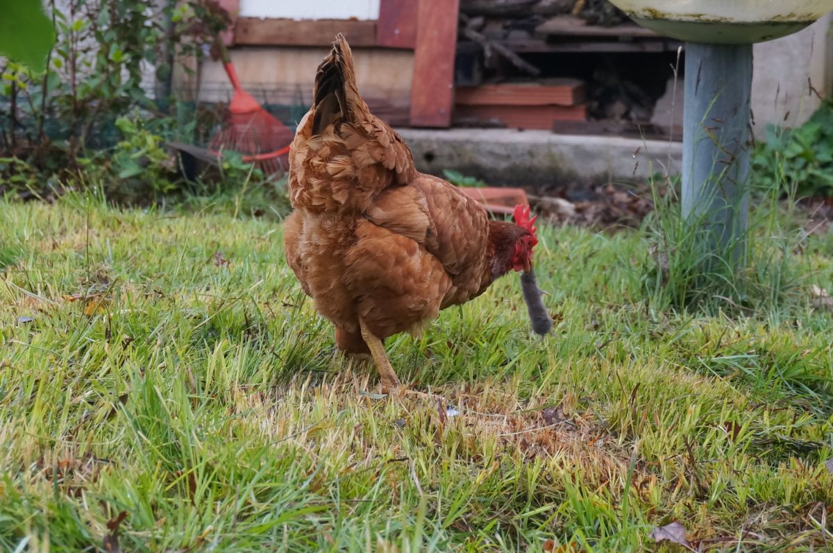 Red chicken catch a rodent in a backyard.
