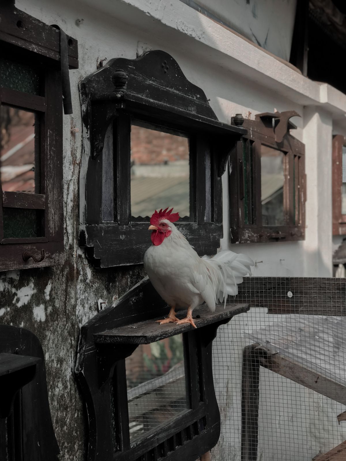 White rooster sitting next to antique mirros.