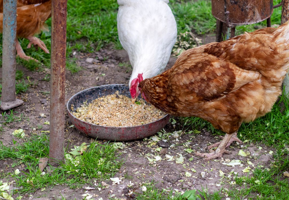Two chickens eating oats from an old pan.