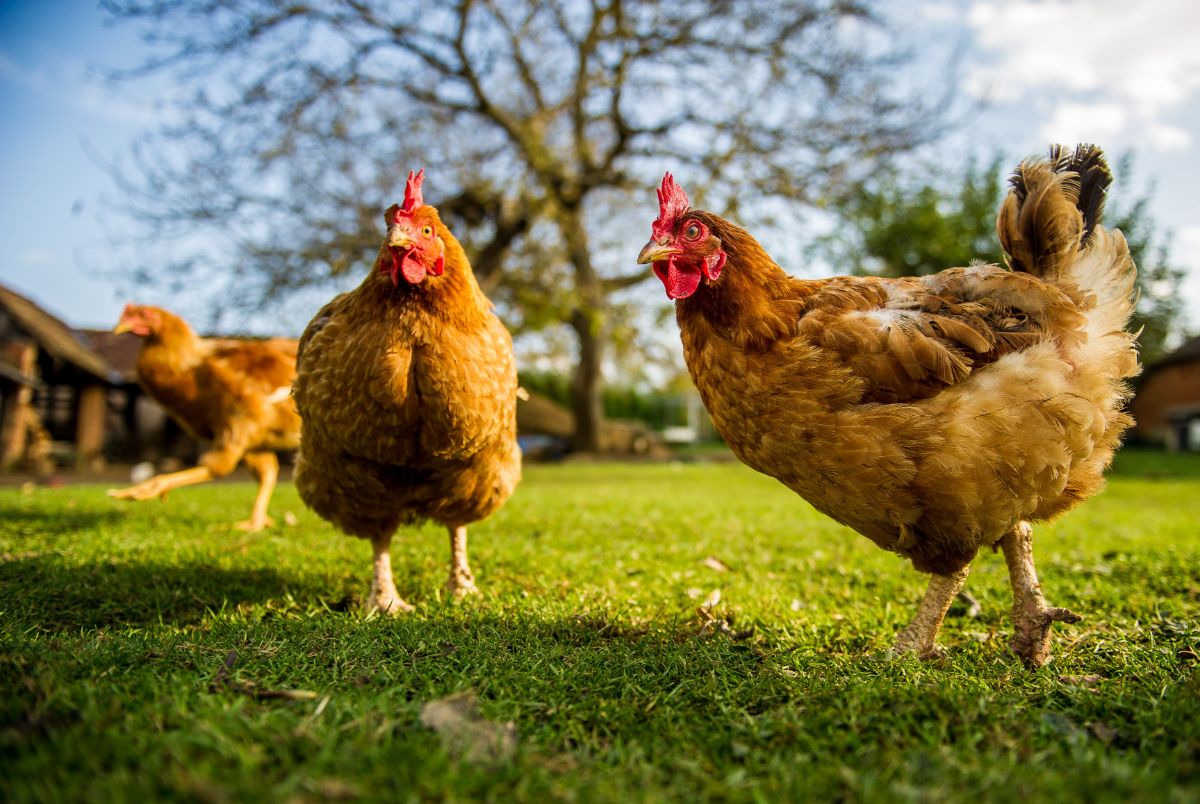 Three brown chickens on a meadow on a sunny day.