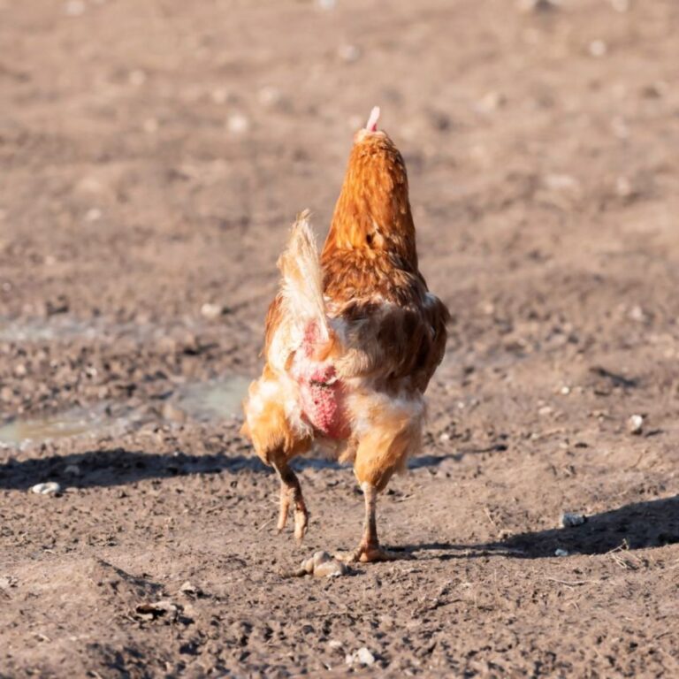 How to Dispose of a Dead Chicken (4 Options) Chicken & Chicks Info