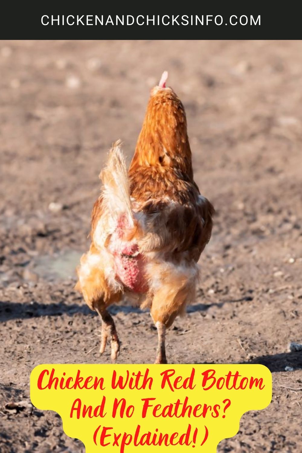 Chicken With Red Bottom And No Feathers? (Explained!) poster.
