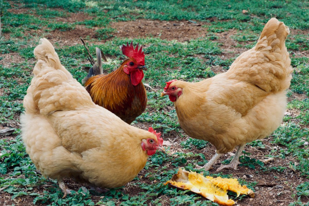 Three chickens eating roasted butternut.