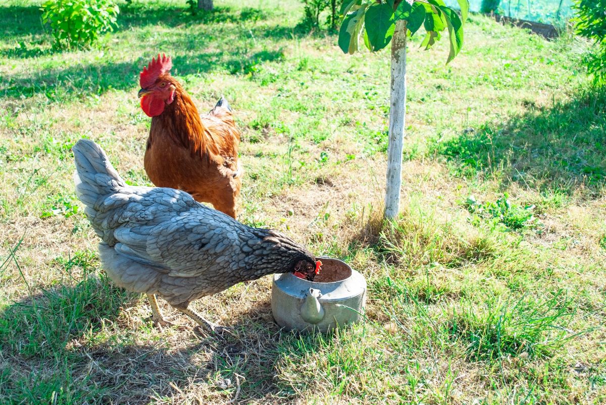 Rooster next to a chicken which drinking water from a metal pot.