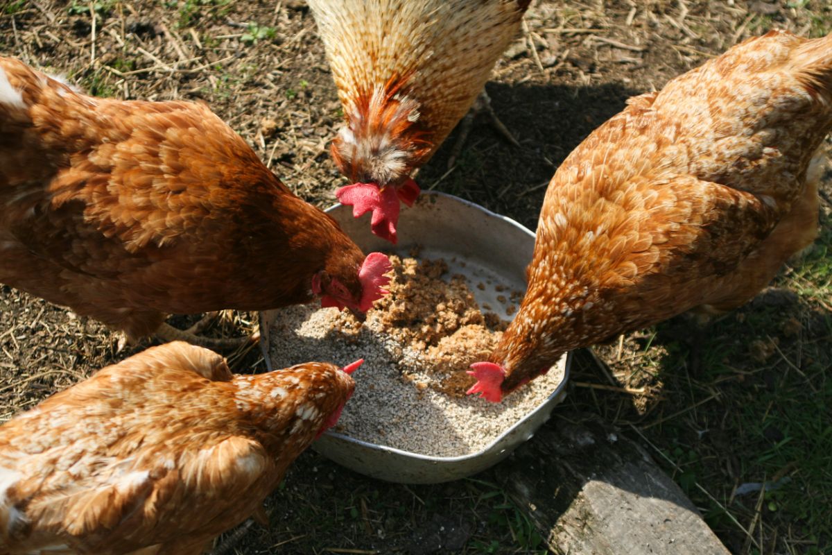 Four chickens eating from a trough.