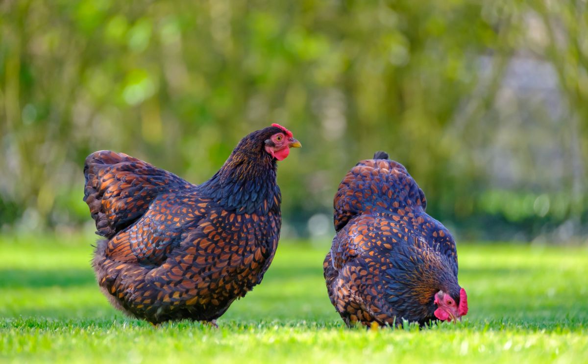 Twp black-red chickens standing on green grass.