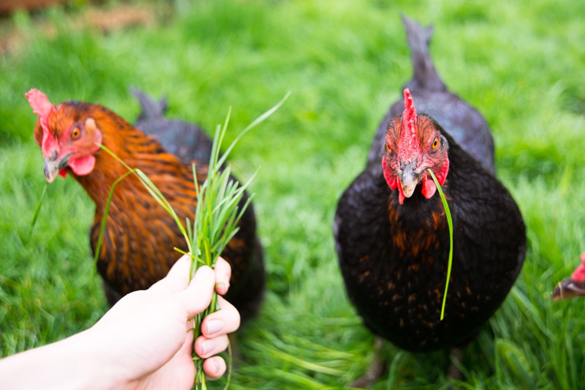 Human feeding chickens with fresh grass.