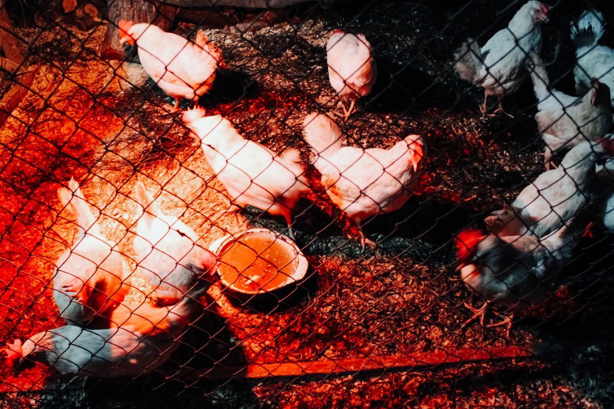 Bunch of chickens under ultra red light