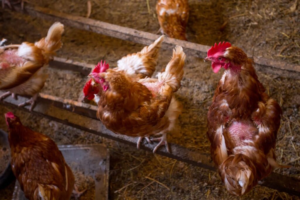 Chickens Losing Feathers on Back (5 Reasons & Solutions) Chicken
