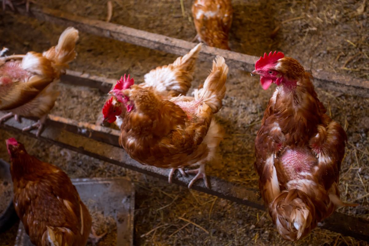 Two brown chickens with missing feathers sitting on a wooden board inside of the coop.