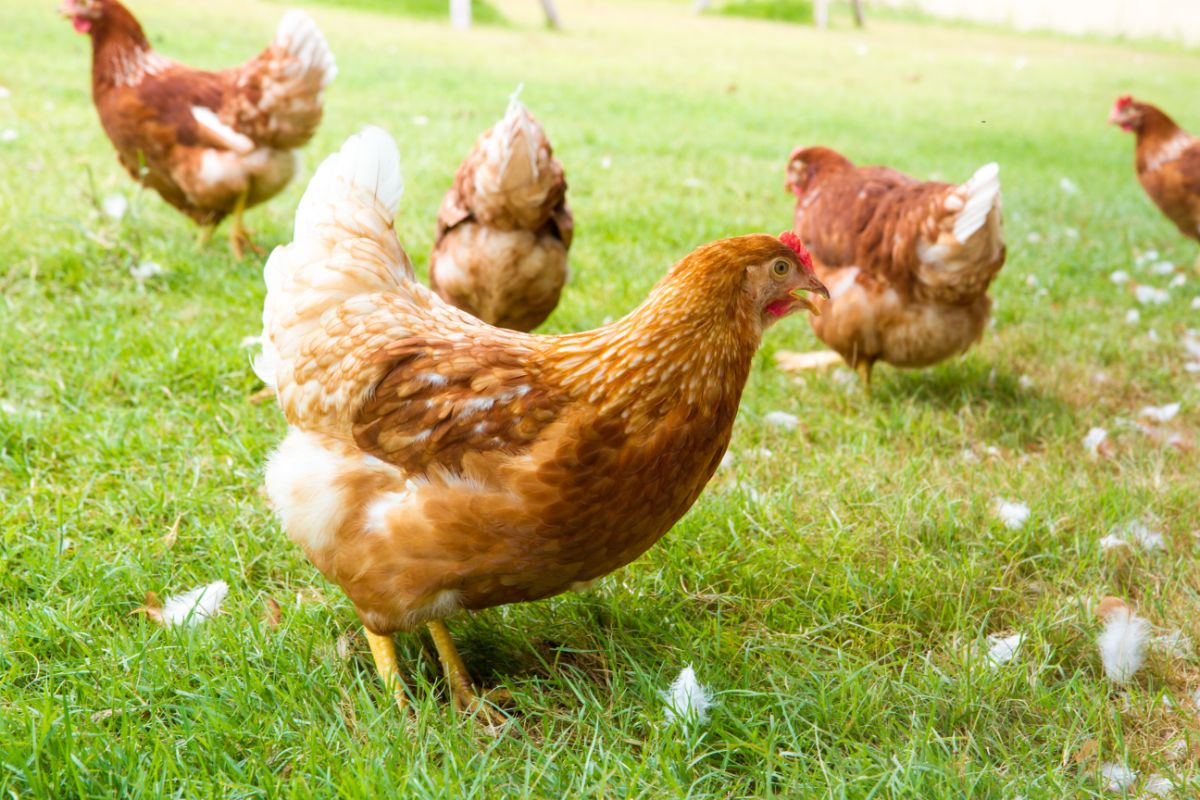 Bunch of brown chickens on a green meadow.