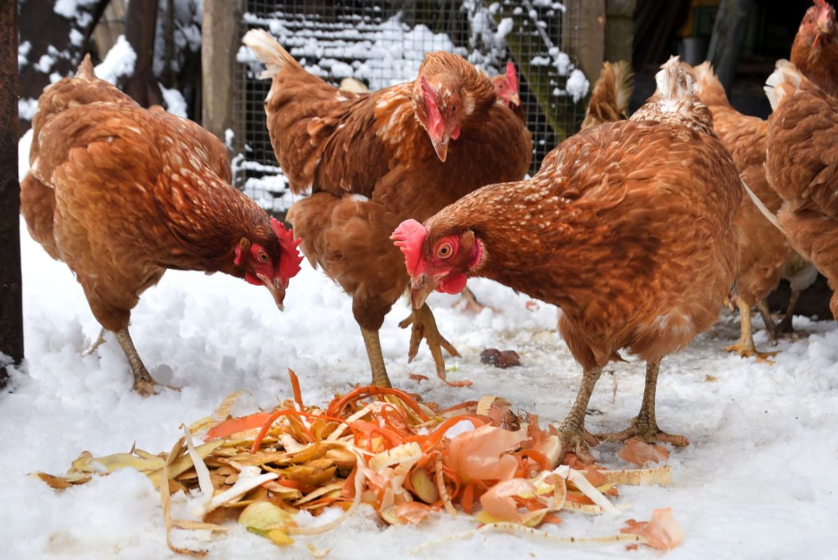 Chicken flock eating vegetable scraps during winter.