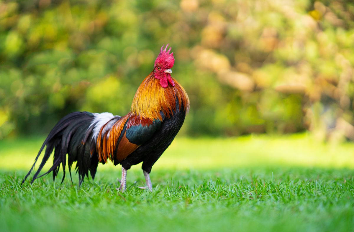 Colorful big rooster in green grass.