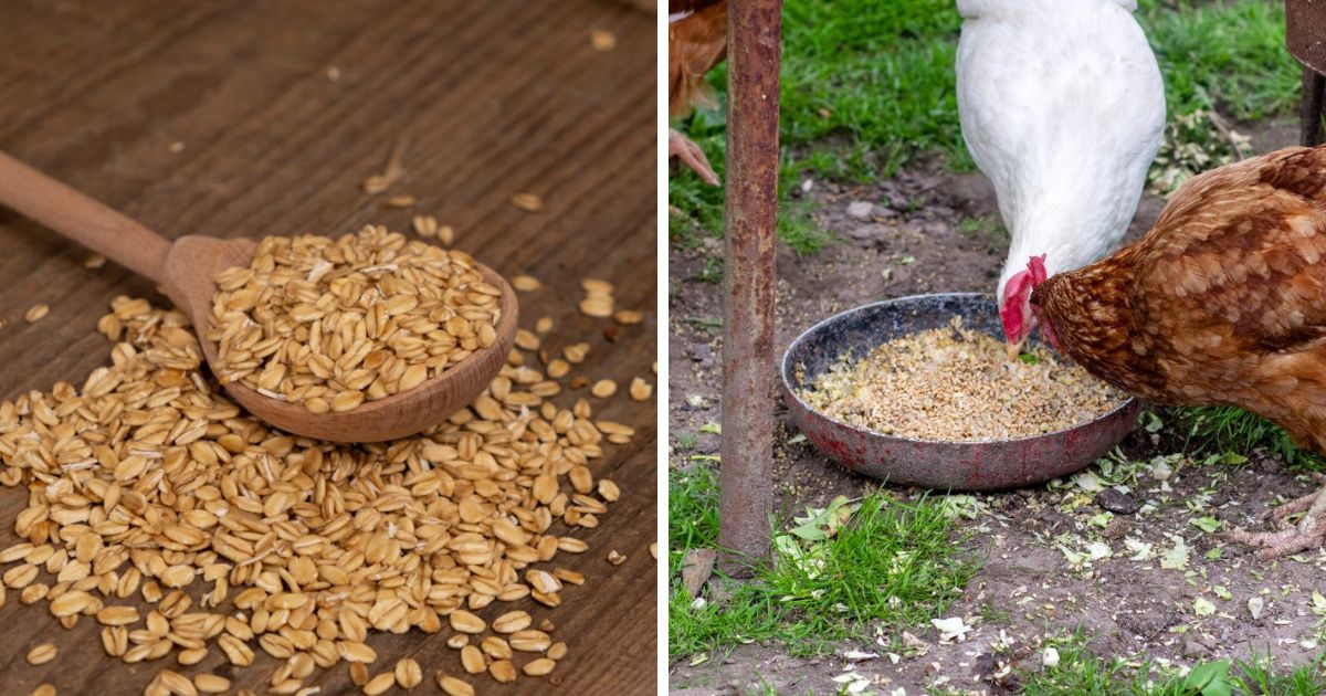 Crimped Oats for Chickens Benefits and Feeding Tips Chicken & Chicks