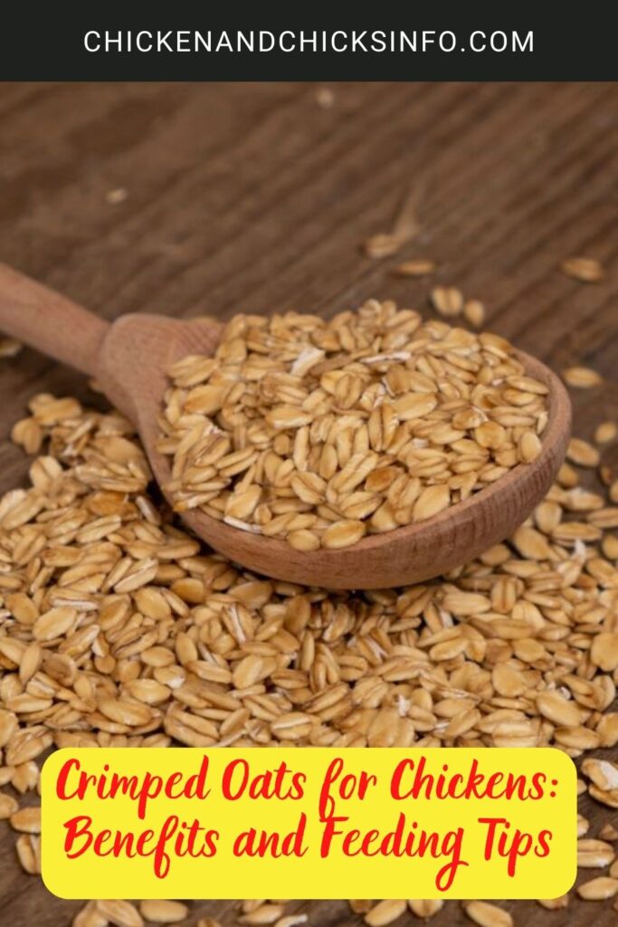 Crimped Oats for Chickens Benefits and Feeding Tips Chicken & Chicks