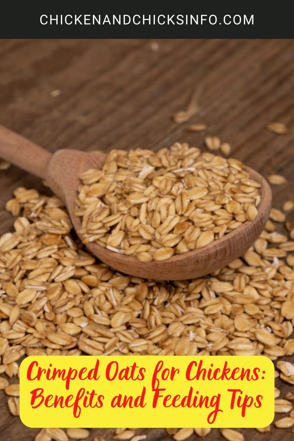 Crimped Oats for Chickens: Benefits and Feeding Tips poster.