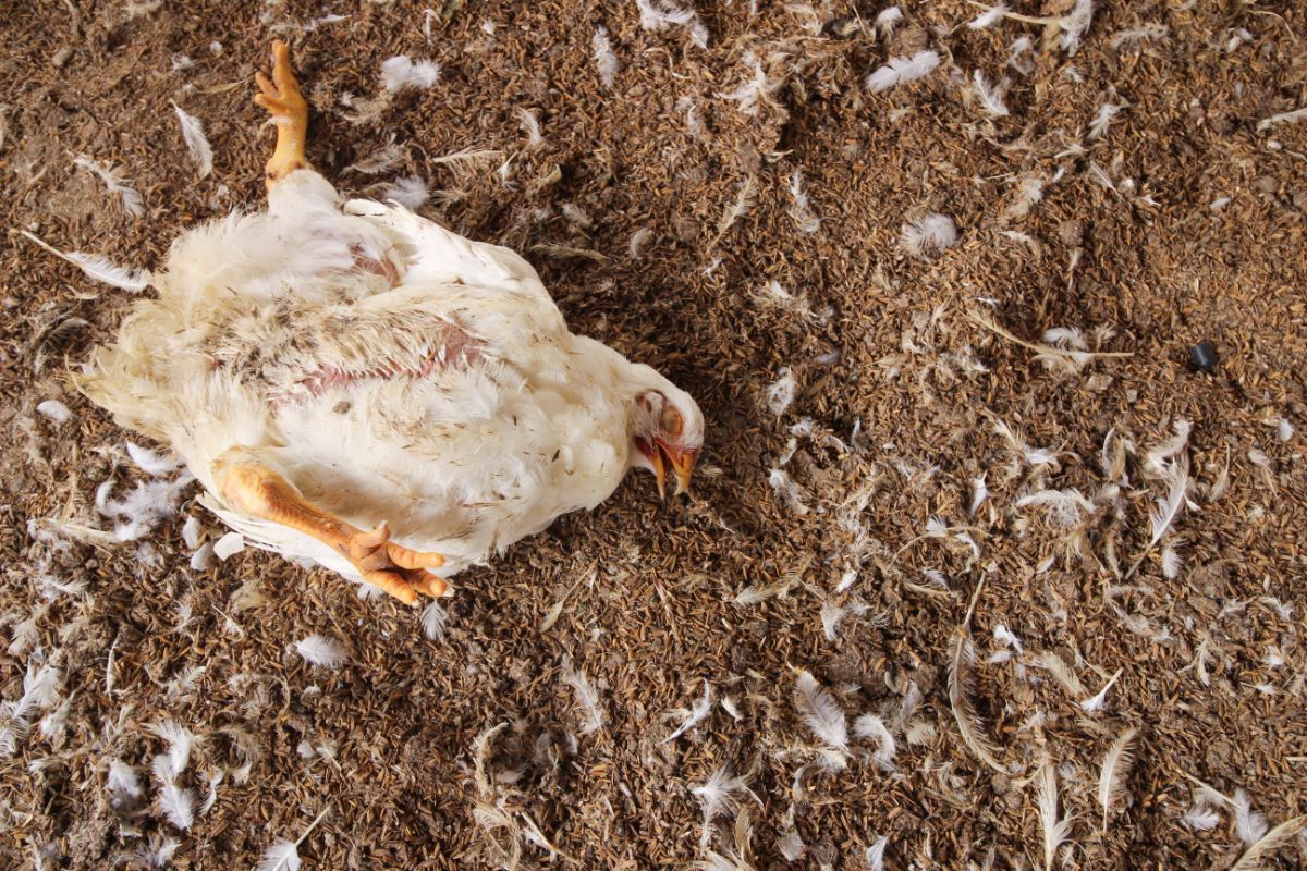 Dead chicken lying on the ground.