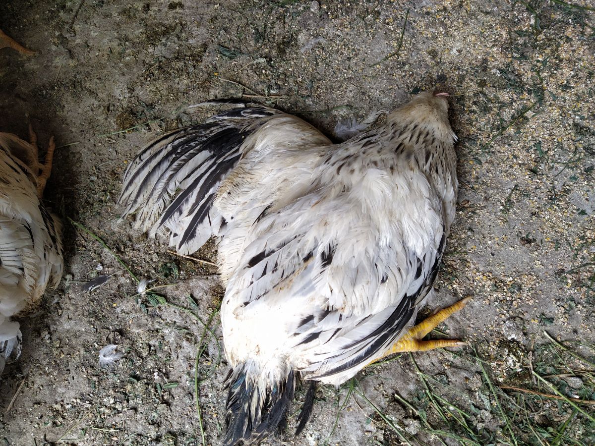 Dead chicken lying on the ground.
