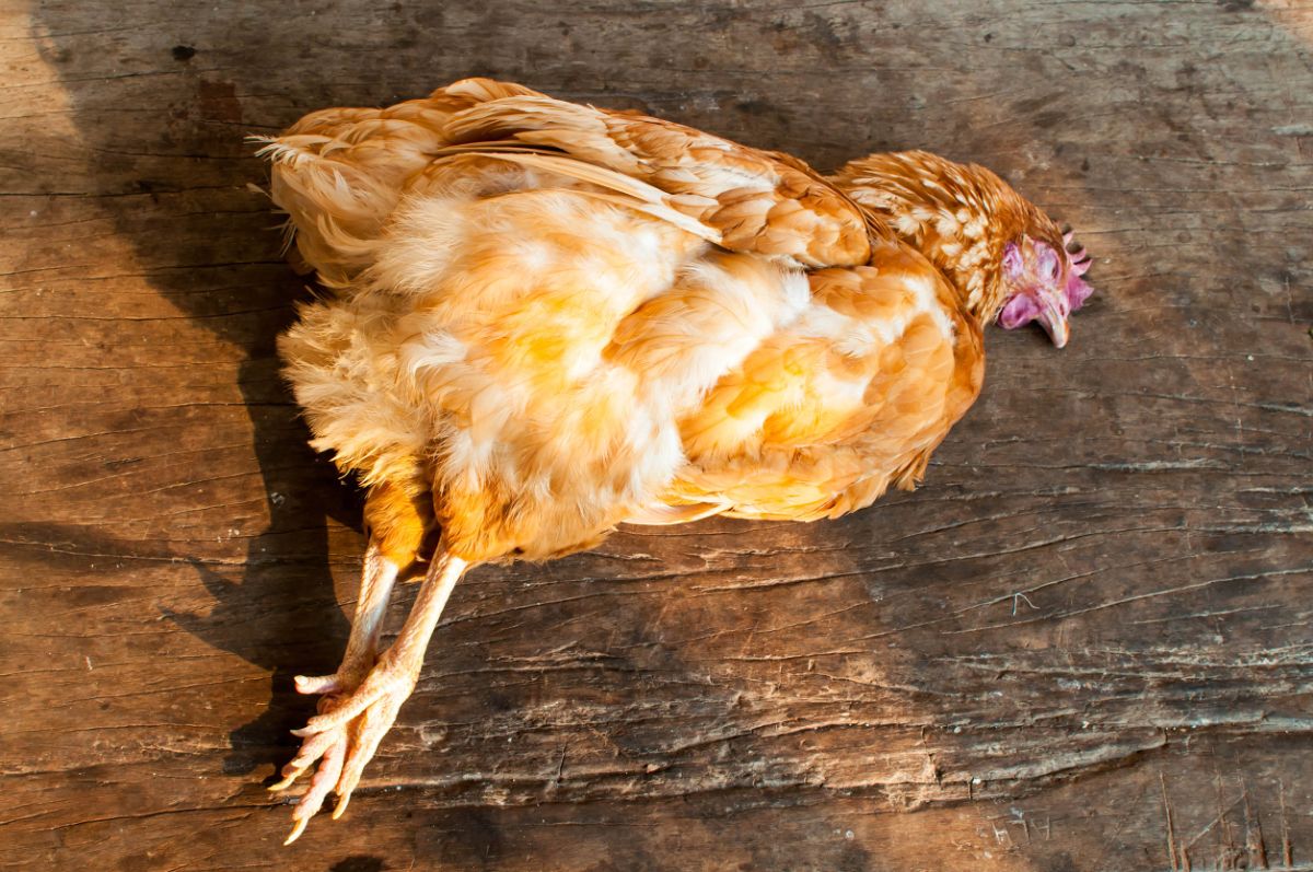 Dead chicken lying on a wooden board.