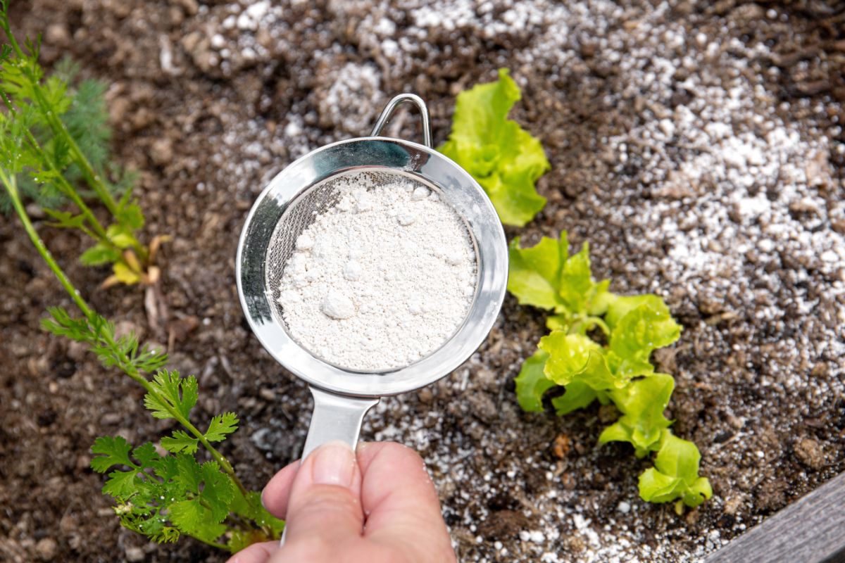Hand sprinkling Diatomaceous Earth on soil