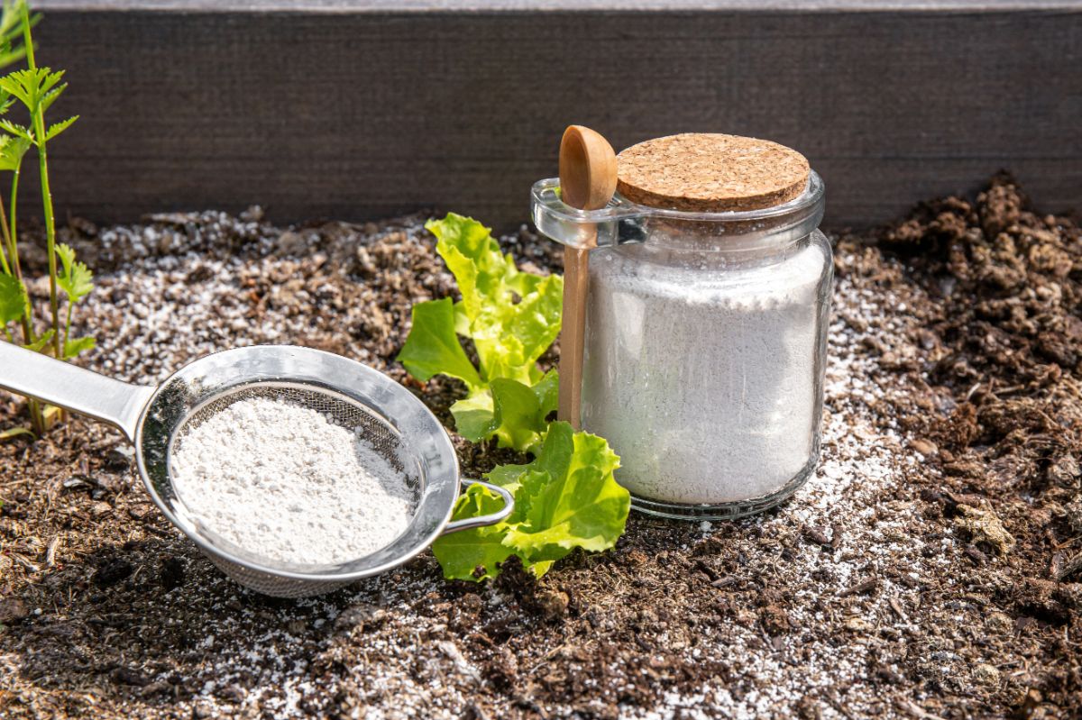 Sprinkler and jar of Diatomaceous Earth on the soil.