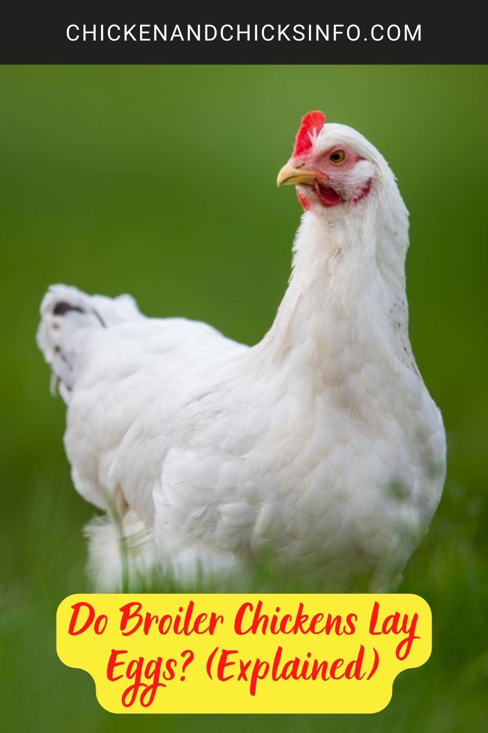 Do Broiler Chickens Lay Eggs? (Explained) poster.