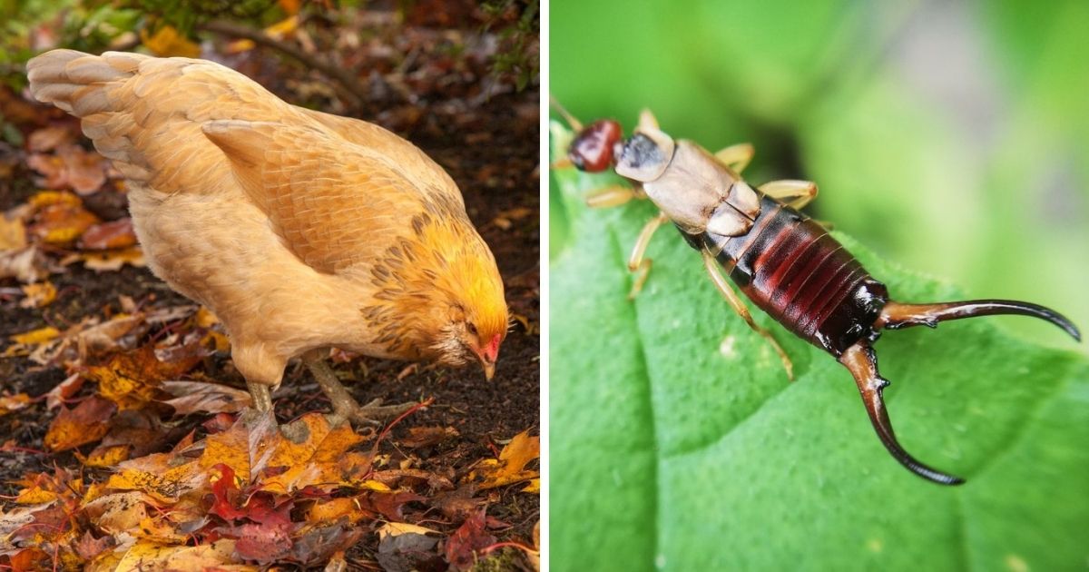 Do Chickens Eat Earwigs? (ProteinRich Snacks!) Chicken & Chicks Info