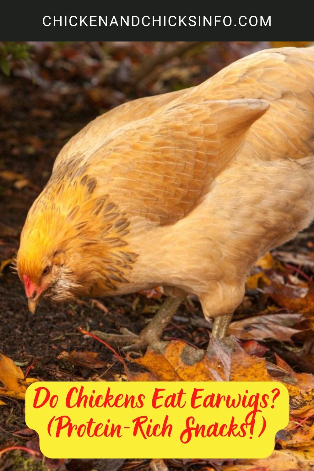 Do Chickens Eat Earwigs? (Protein-Rich Snacks!) poster.