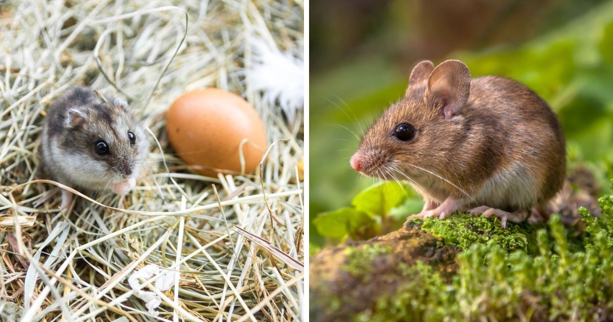 Do Chickens Eat Mice? (They Certainly Will!) Chicken & Chicks Info