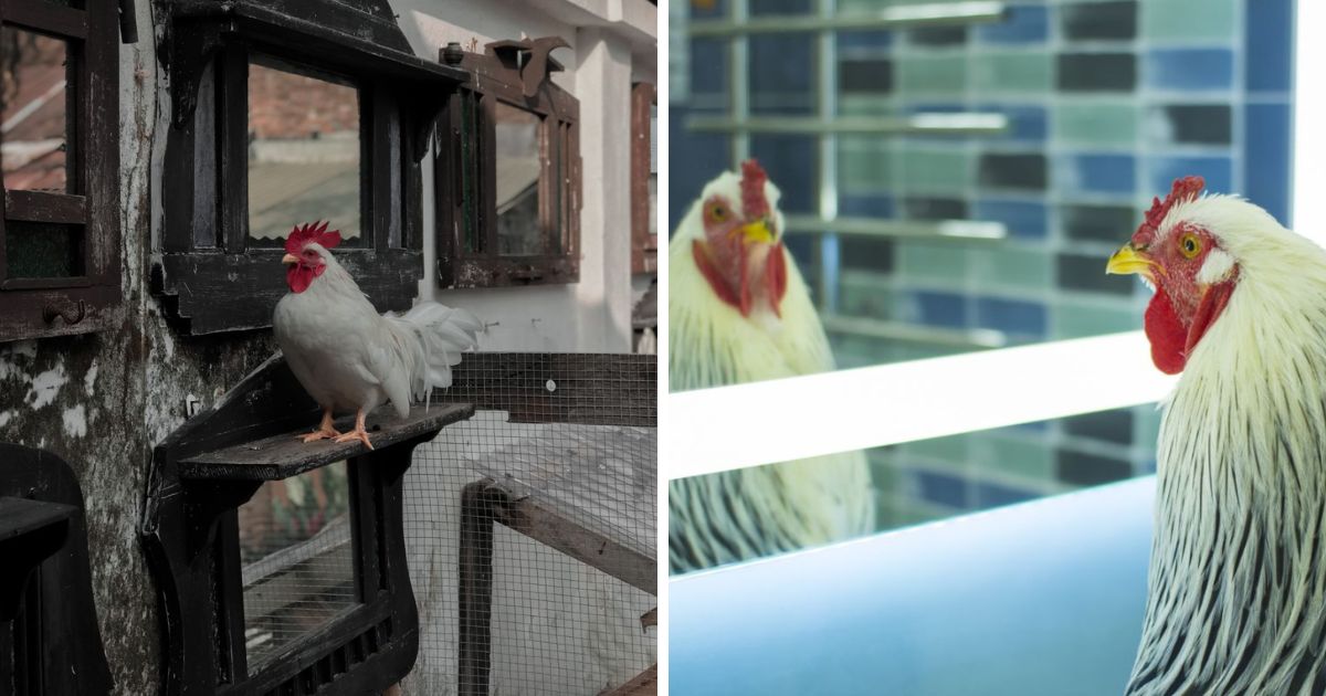 Do Chickens Like Mirrors? (Evidence Suggests Yes!) Chicken & Chicks Info