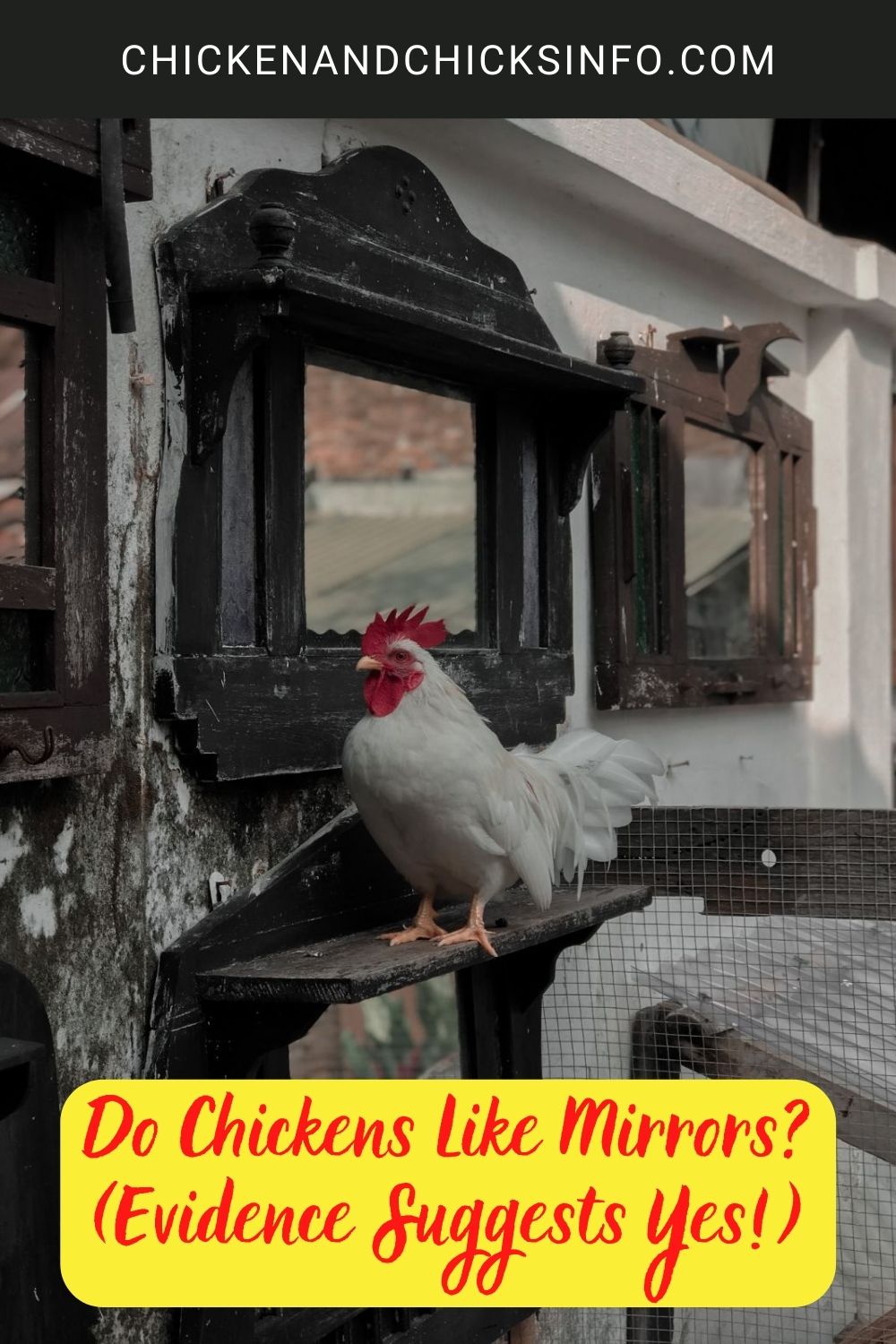 Do Chickens Like Mirrors? (Evidence Suggests Yes!) poster.
