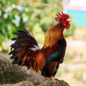 Colorful rooster crowing.