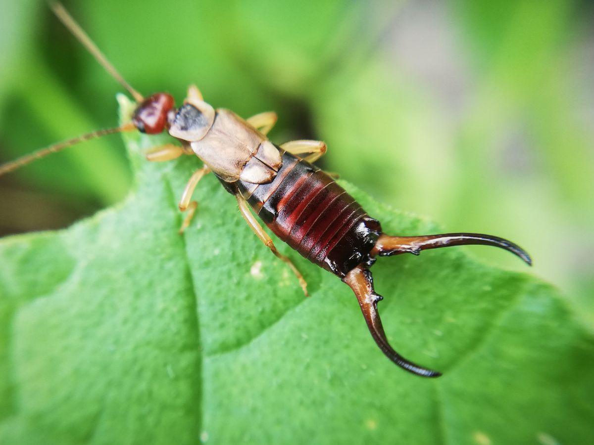 Earwig insect on a green leave close-up.