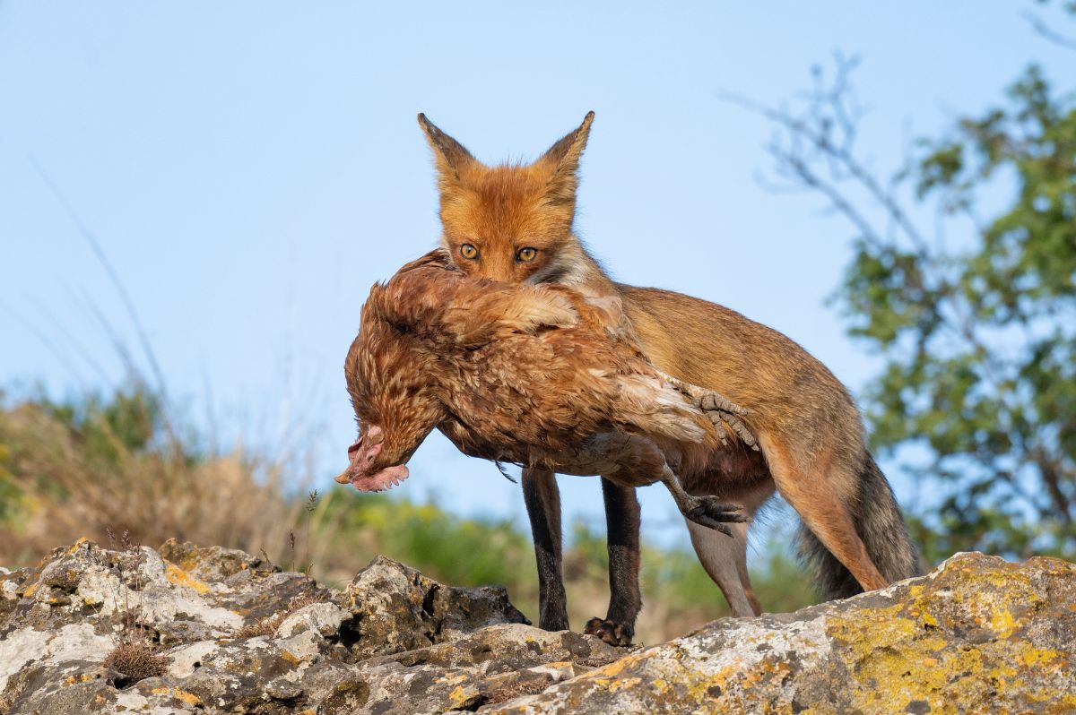 Fox holding a chicken in their mouth.