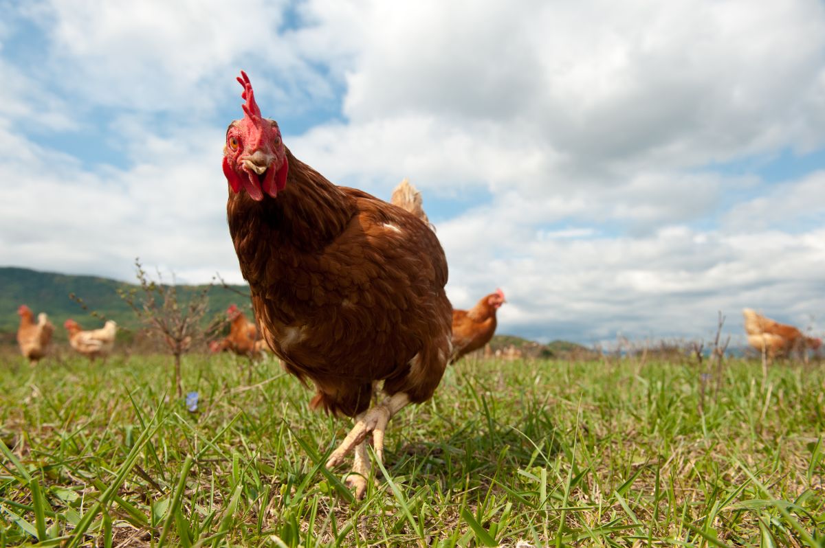 Brown chicken on a meadow looking into a camera.